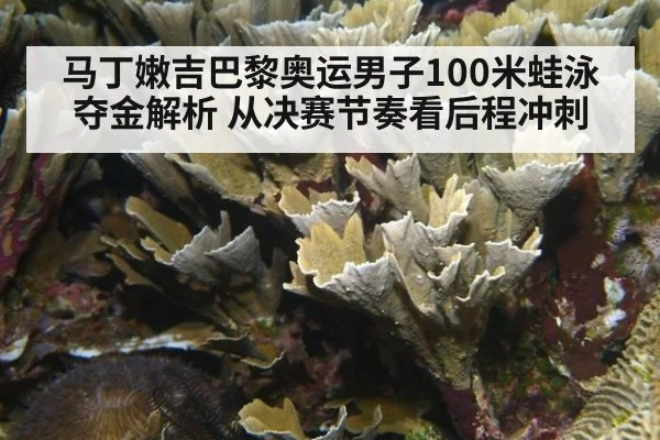 马丁嫩吉巴黎奥运男子100米蛙泳夺金解析 从决赛节奏看后程冲刺